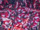 Blog: Nachrichten aus dem Westen der Pfalz