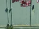 Manchmal taugt Fanliebe - auch zum FCK - nur zum