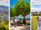 Bildergalerie: Lilien-Neuzugänge im Fokus: Bilder aus dem